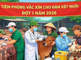Phường Phú Lương chủ động triển khai tiêm phòng vắc xin cho đàn vật nuôi đợt 1 năm 2026 
