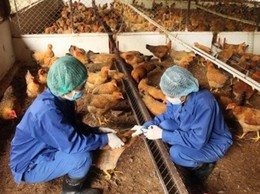 UBND xã Chuyên Mỹ xây dựng kế hoạch tiêm phòng vắc xin cho đàn gia súc, gia cầm đợt 1 năm 2026.