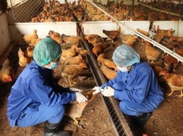 UBND xã Chuyên Mỹ xây dựng kế hoạch tiêm phòng vắc xin cho đàn gia súc, gia cầm đợt 1 năm 2026.