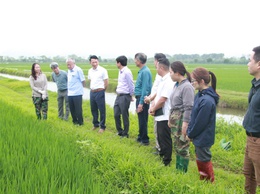 LÃNH ĐẠO SỞ NÔNG NGHIỆP VÀ MÔI TRƯỜNG HÀ NỘI KIỂM TRA TÌNH HÌNH SÂU BỆNH HẠI LÚA TẠI XÃ PHÚC SƠN