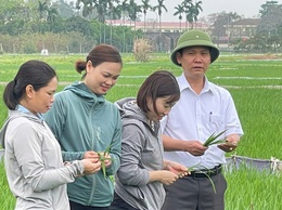  Trung tâm Dịch vụ tổng hợp xã Phúc Thọ kiểm tra đồng ruộng, chủ động phòng trừ bệnh đạo ôn lúa Xuân
