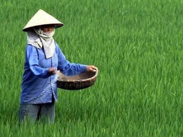 Hướng dẫn chăm sóc lúa giai đoạn phân hoá đòng vụ Xuân 2026.