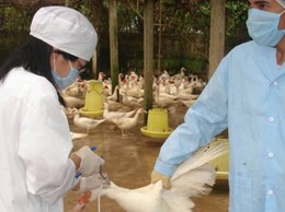 UBND xã Bất Bạt Thông báo lịch tiêm phòng vắc xin cho đàn gia cầm sinh sản đợt 1 năm 2026