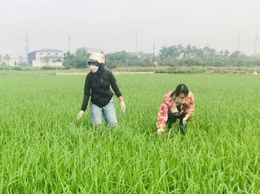 Sâu cuốn lá nhỏ: hiểu quy luật - trừ tận gốc