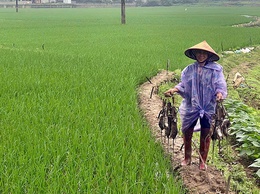 Hướng dẫn biện pháp phòng trừ chuột vụ Xuân năm 2026
