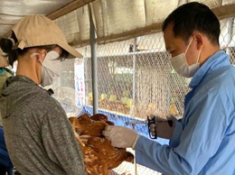 Đoài Phương triển khai tiêm phòng vắc xin cho đàn gia súc, gia cầm đợt 1 năm 2026