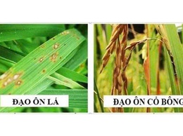 Hướng dẫn cách nhận biết bệnh đạo ôn trên lúa và cách phòng trừ