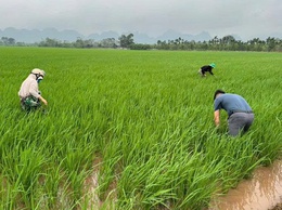 Trung tâm Dịch vụ tổng hợp xã Hồng Sơn tăng cường thăm đồng, chủ động phòng trừ bệnh đạo ôn hại lúa Xuân 2026