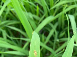 Quảng Bị: Tăng cường hướng dẫn nông dân phòng chống bệnh Đạo ôn hại lúa