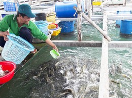 Hà Nội công bố 01 Danh mục thủ tục hành chính lĩnh vực Thủy sản và Kiểm ngư