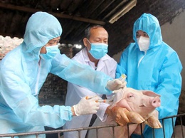 Xã Tam Hưng triển khai tiêm phòng vacxin cho đàn gia súc, gia cầm đợt 1 năm 2026