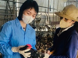 Xã Phúc Thọ chủ động tiêm phòng vắc xin, bảo vệ đàn vật nuôi