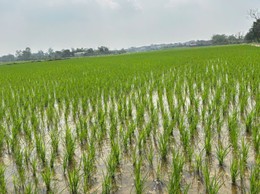 NÔNG DÂN NỘI BÀI TÍCH CỰC GIEO TRỒNG CÂY VỤ XUÂN 2026