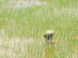 Nông dân Hoài Đức tích cực phòng trừ ốc bươu vàng hại lúa xuân