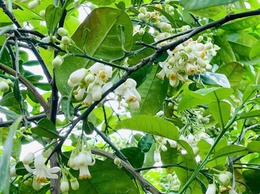 PHÚ XUYÊN TĂNG CƯỜNG CHĂM SÓC, BẢO VỆ CÂY ĂN QUẢ CÓ MÚI GIAI ĐOẠN RA HOA – ĐẬU QUẢ