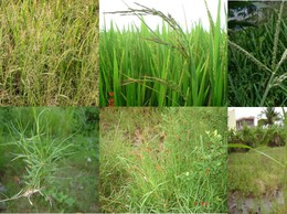 Hướng dẫn phòng trừ lúa cỏ