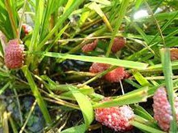 Hướng dẫn thu gom và phòng trừ ốc bươu vàng