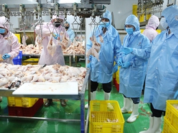 Tuyên truyền quản lý giết mổ vận chuyển và kinh doanh động vật, sản phẩm động vật