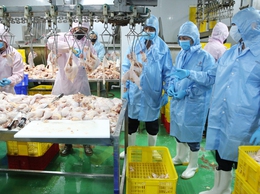 Thực hiện kiểm soát giết mổ, kiểm tra vệ sinh thú y tại các cơ sở được phép hoạt động