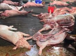 Hành trình triệt phá dường dây giết mổ, tiêu thụ 300 tấn thịt lợn nhiễm dịch tả châu Phi