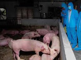 Vụ thịt heo bệnh vào trường học: Công ty cổ phần Suất ăn công nghiệp Hà Nội nói mình là 'nạn nhân'