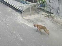 THÔNG BÁO KHẨN
Về việc cảnh báo nguy cơ bệnh dại trên địa bàn
