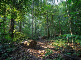 Hà Nội phê duyệt 39 quy trình nội bộ, quy trình điện tử trong lĩnh vực Lâm nghiệp và kiểm lâm