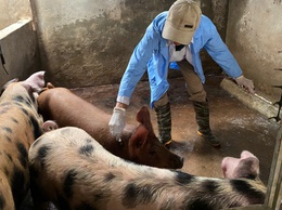 Trung tâm Dịch vụ tổng hợp xã Hòa Phú đã triển khai tổ chức tiêm phòng vắc xin cho đàn gia súc, gia cầm đợt 1 năm 2026