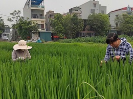 Tăng cường kiểm tra, hướng dẫn phòng trừ sâu cuốn lá nhỏ trên lúa xuân năm 2026