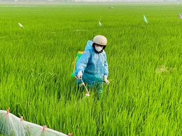 XÃ TRẦN PHÚ CHỦ ĐỘNG CHĂM SÓC VÀ PHÒNG TRỪ SÂU BỆNH BẢO VỆ SẢN XUẤT LÚA XUÂN