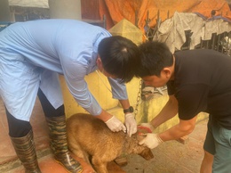 Từ ngày 12/4 xã Quảng Bị bắt đầu tiêm phòng vắc xin cho đàn gia súc, gia cầm đợt 1 năm 2026