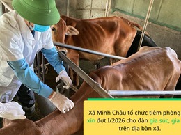 Thông báo: Lịch tiêm phòng Vắcxin Tai xanh cho đàn lợn nái, đực giống và Vắc xin Cúm gia cầm cho đàn gia cầm sinh sản, vắc xin dại cho đàn chó mèo đợt I/2026 trên địa bàn xã Minh Châu