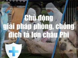 Phường Chương Mỹ tăng cường các biện pháp phòng, chống bệnh dịch tả lợn châu Phi