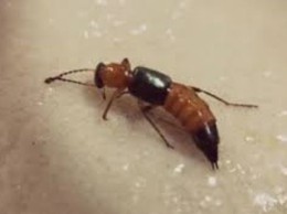 Phối hợp liên tuyến cứu sống người bệnh phản vệ do côn trùng đốt