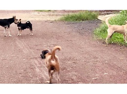 Đoài Phương tăng cường kiểm tra, xử lý chó thả rông trên địa bàn