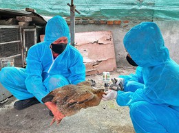 Bát Tràng chủ động tiêm phòng cúm gia cầm, bảo vệ đàn vật nuôi