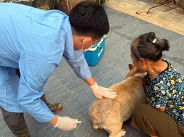 Phường Chương Mỹ triển khai tiêm phòng vắc xin cho đàn gia súc, gia cầm đợt 1 năm 2026