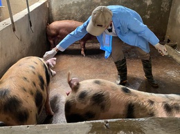 BÀI TUYÊN TRUYỀN CÔNG TÁC TIÊM PHÒNG CHO ĐÀN GIA SÚC, GIA CẦM