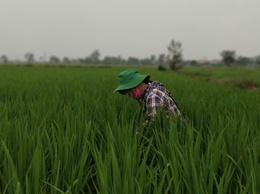 Phú Xuyên kiểm tra, hướng dẫn phòng trừ sinh vật gây hại trên lúa xuân