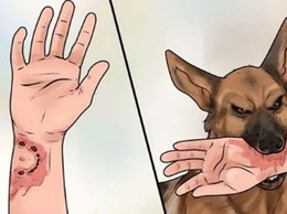 CẢNH BÁO NGUY CƠ BỆNH DẠI VÀ TRIỂN KHAI TIÊM PHÒNG VẮC XIN CHO VẬT NUÔI TRÊN ĐỊA BÀN XÃ HƯNG ĐẠO