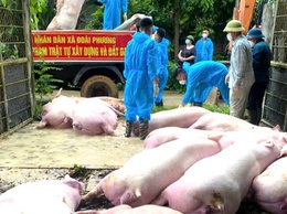 ĐOÀI PHƯƠNG TĂNG CƯỜNG PHÒNG, CHỐNG DỊCH TẢ LỢN CHÂU PHI