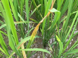 Cách nhận biết và phòng trừ bệnh Đốm sọc vi khuẩn