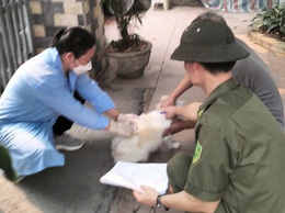 Một số biện pháp phòng bệnh Dại động vật 