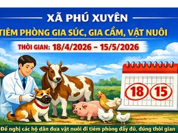 Xã Phú Xuyên tổ chức tiêm phòng bệnh cho đàn gia súc, gia cầm đợt 1 năm 2026