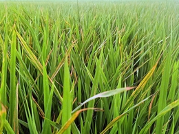 Trung tâm Dịch vụ tổng hợp xã Xuân Mai hướng dẫn: Nhận biết bệnh đốm sọc vi khuẩn hại lúa và biện pháp phòng trừ