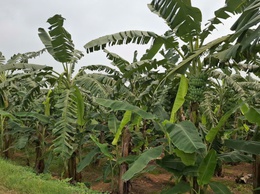 Phát huy hiệu quả đất bãi ven sông từ mô hình trồng chuối chuyên canh