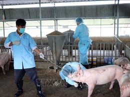 Tăng cường phòng, chống dịch tả lợn châu Phi năm 2026