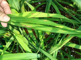 Tuyên truyền phòng chống bệnh đạo ôn trên lúa