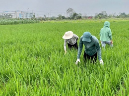 Phúc Thọ chủ động phòng trừ sâu, bệnh hại lúa giai đoạn làm đòng, chín sữa