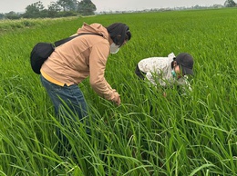 Hướng dẫn kỹ thuật phòng trừ bệnh đạo ôn hại lúa 